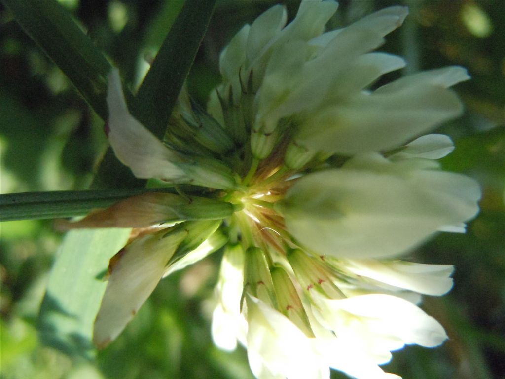 Trifolium repens?